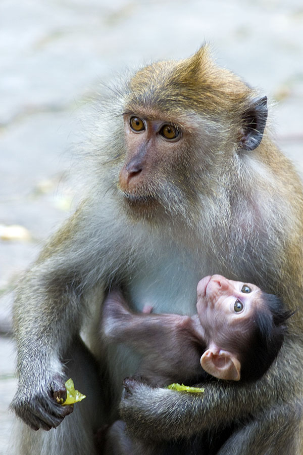 Mother and baby long-tailed macaque, Songkhla