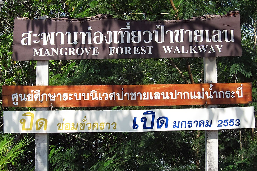 Mangrove Forest Walkway, Krabi