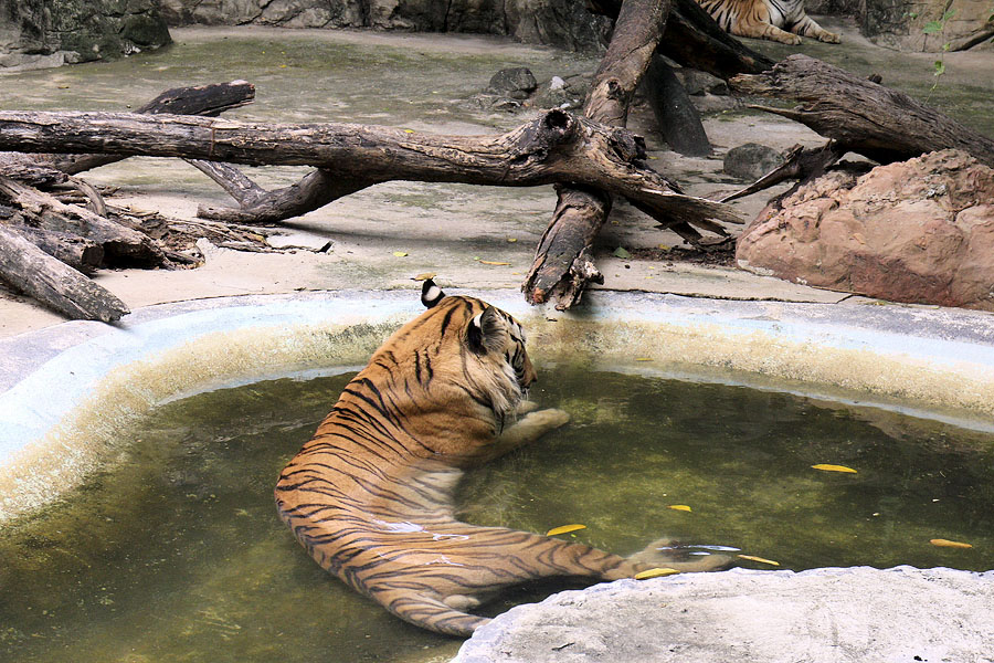 Tiger at Safari World, Bangkok