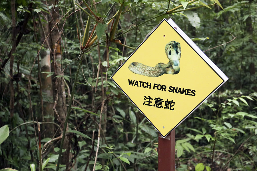 There are lots of snakes near the Emerald Pool, including king cobras