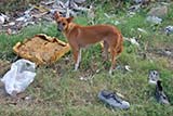 A stray dog amidst rubbish in Hat Yai - Click for larger image