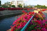 Colourful flowers line a canal in Hat Yai - Click for larger image