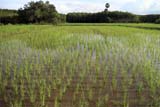 Hat Yai rice fields - Click for larger image