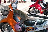 Monkey on a motorbike - Click for larger image
