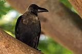 Distant crow - Click for larger image