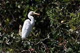 300mm f/4L IS + 1.4x extender - Click for larger image