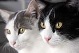 Our Japanese Bobtails - Click for larger image