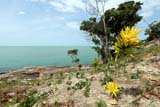 Coastline flowers, Nakhon Sri Thammarat, Thailand - Click for larger image