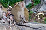 Monkeys at Kao Chaison Hot Springs, Phattalung, Thailand - Click for larger image