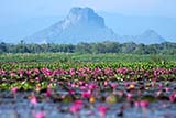 Thale Noi, Phattalung, Thailand - Click for larger image
