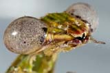 Mantis - Click for larger image