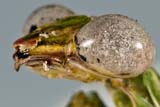 Mantis - Click for larger image