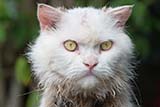Handsome cat in Phattalung province - Click for larger image