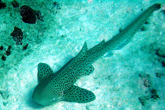 Leopard shark at the Similan Islands, Thailand