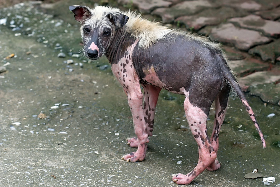 A very sorry-looking, but not untypical temple dog