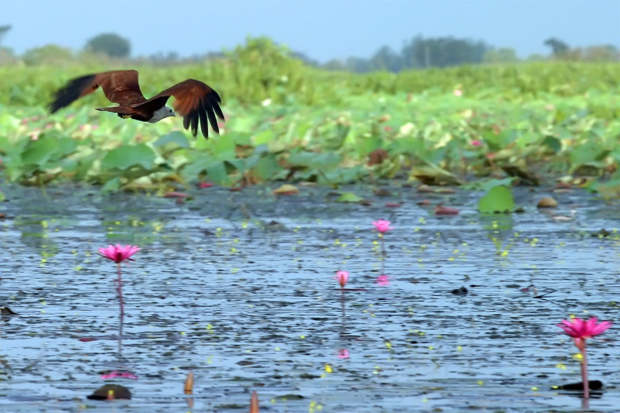 Brahminy kite, Phattalung, Thailand
