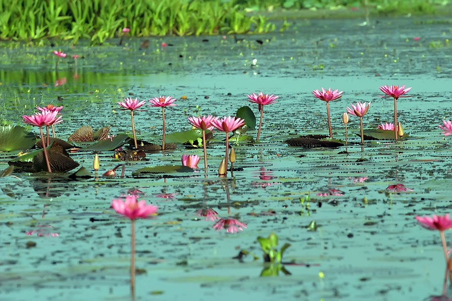 Millions of lotus flowers carpet the lake at Thale Noi, Phattalung, Thailand