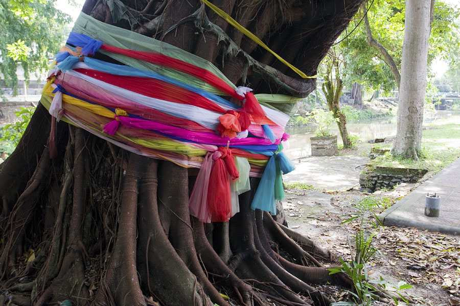 Appeasing the tree spirit