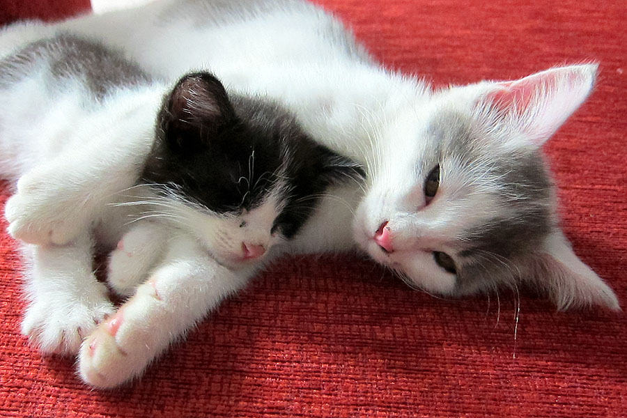 My two cats just over seven years ago