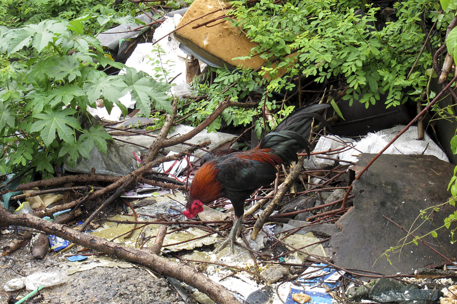 Chickens and garbage everywhere