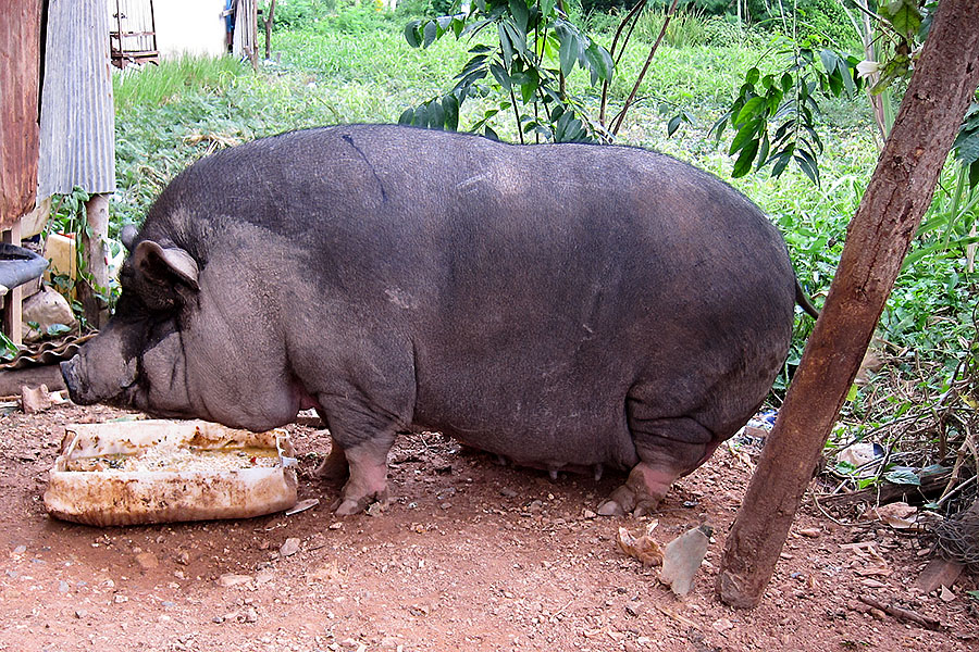 A neighbour's pig