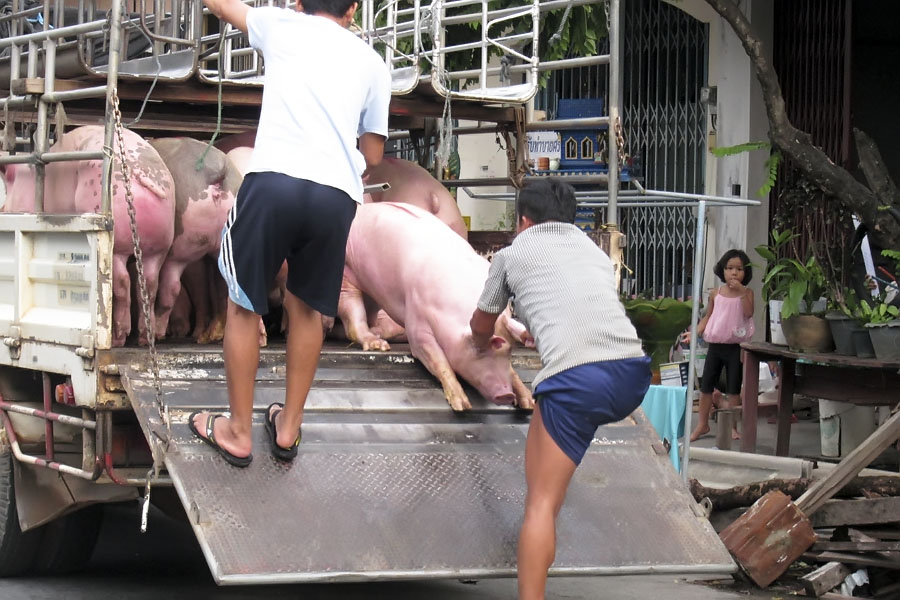 Pigs being delivered to another neighbour's house