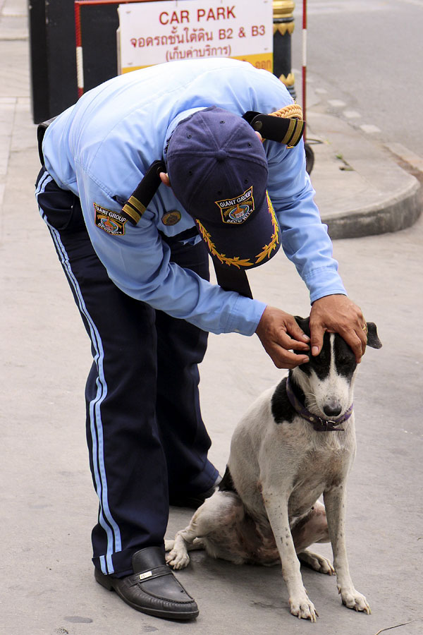 Thai security guard taking care of a street dog