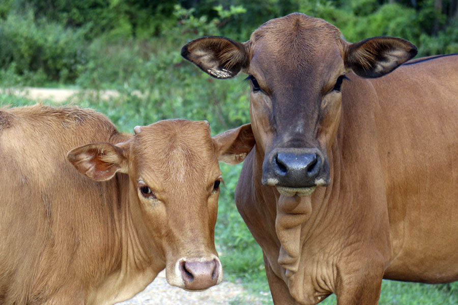 Thai cows
