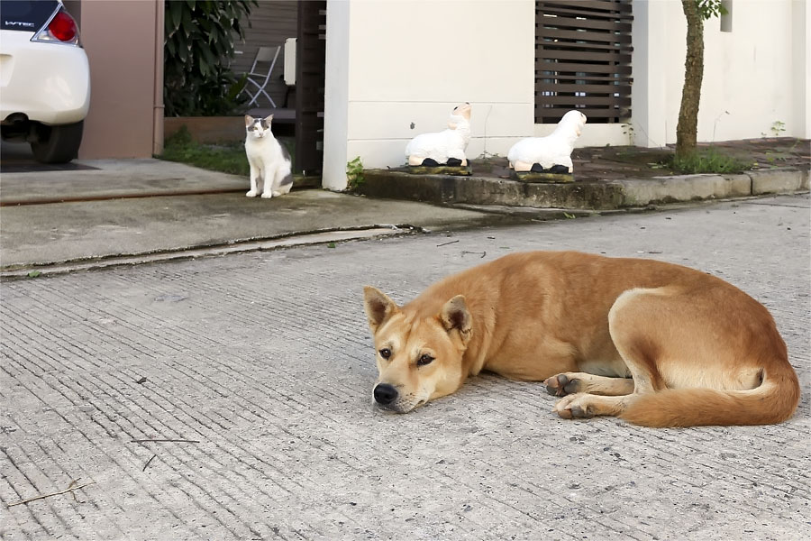 My doggie friend