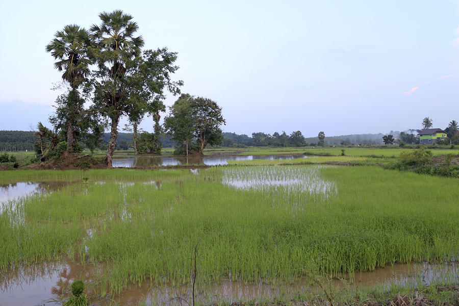 Hat Yai Rice Fields