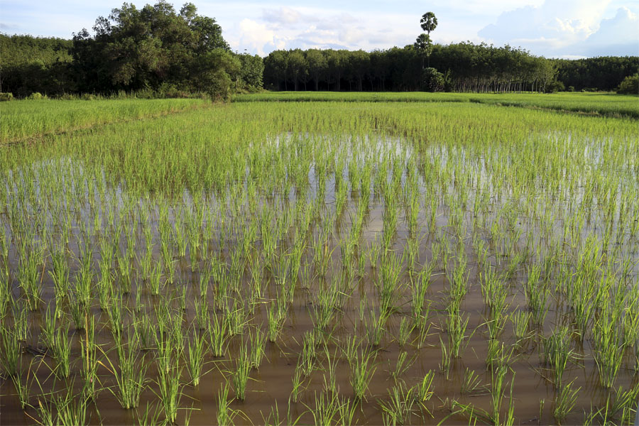 Local rice fields