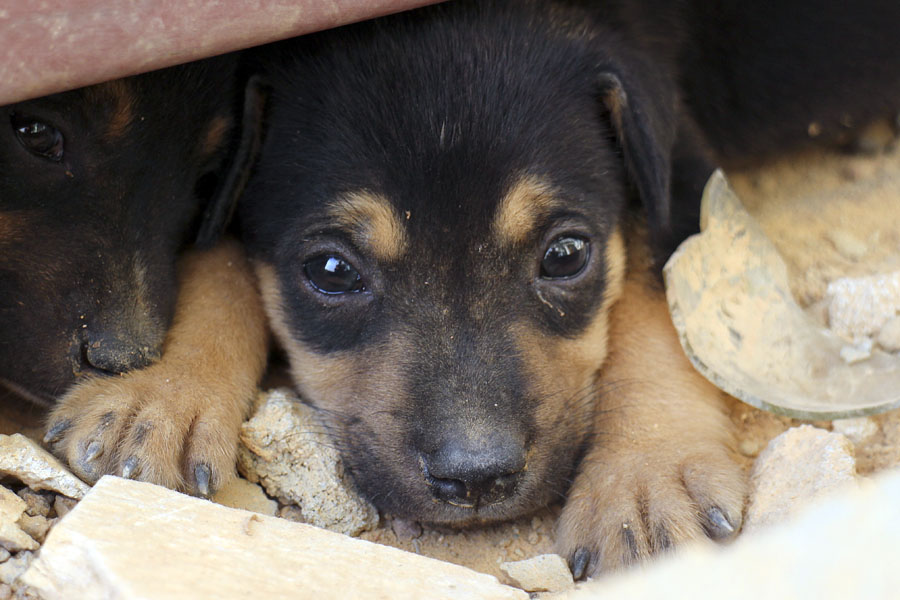 Stray pup