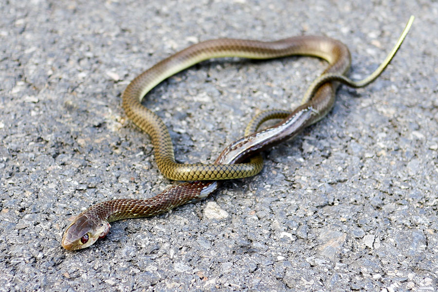 Dying snake