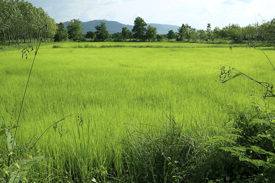 Rice field near to Hat Yai airport
