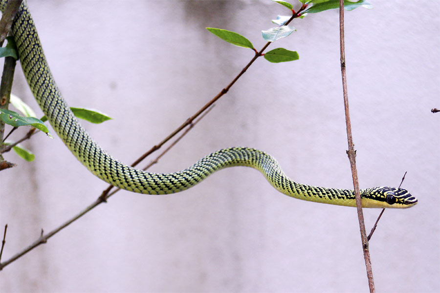 Golden Tree Snake in southern Thailand