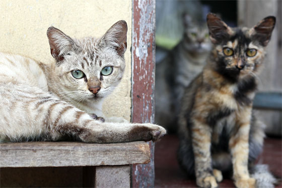 How many cats?