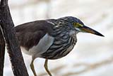 Chinese Pond Heron, Thale Noi, Phattalung, Thailand - Click for larger image