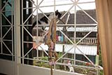 Our climbing cat - Click for larger image