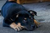 Cute pup - Click for larger image