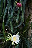 Dragon fruit plant - Click for larger image
