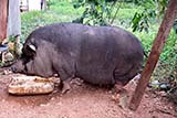 Fat pet pig - Click for larger image