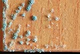 The fungus that appears in Thailand during wet weather - Click for larger image