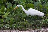 Great Egret (Egretta alba), Thale Noi, Phattalung, Thailand - Click for larger image