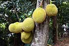 Jum-bpaa-da growing on Yo island, Songkhla province - Click for larger image