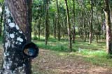 Rubber plantation in Khaolak, Thailand - Click for larger image
