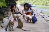 Monkeys and Japanese girls, Langkawi, Malaysia - Click for larger image