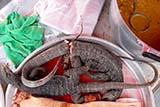 Lizard curry - Click for larger image