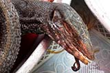 Lizard curry - Click for larger image