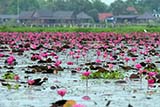 Lotus flower carpet, Thale Noi, Phattalung, Thailand - Click for larger image