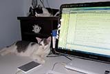 My writing assistants - Click for larger image